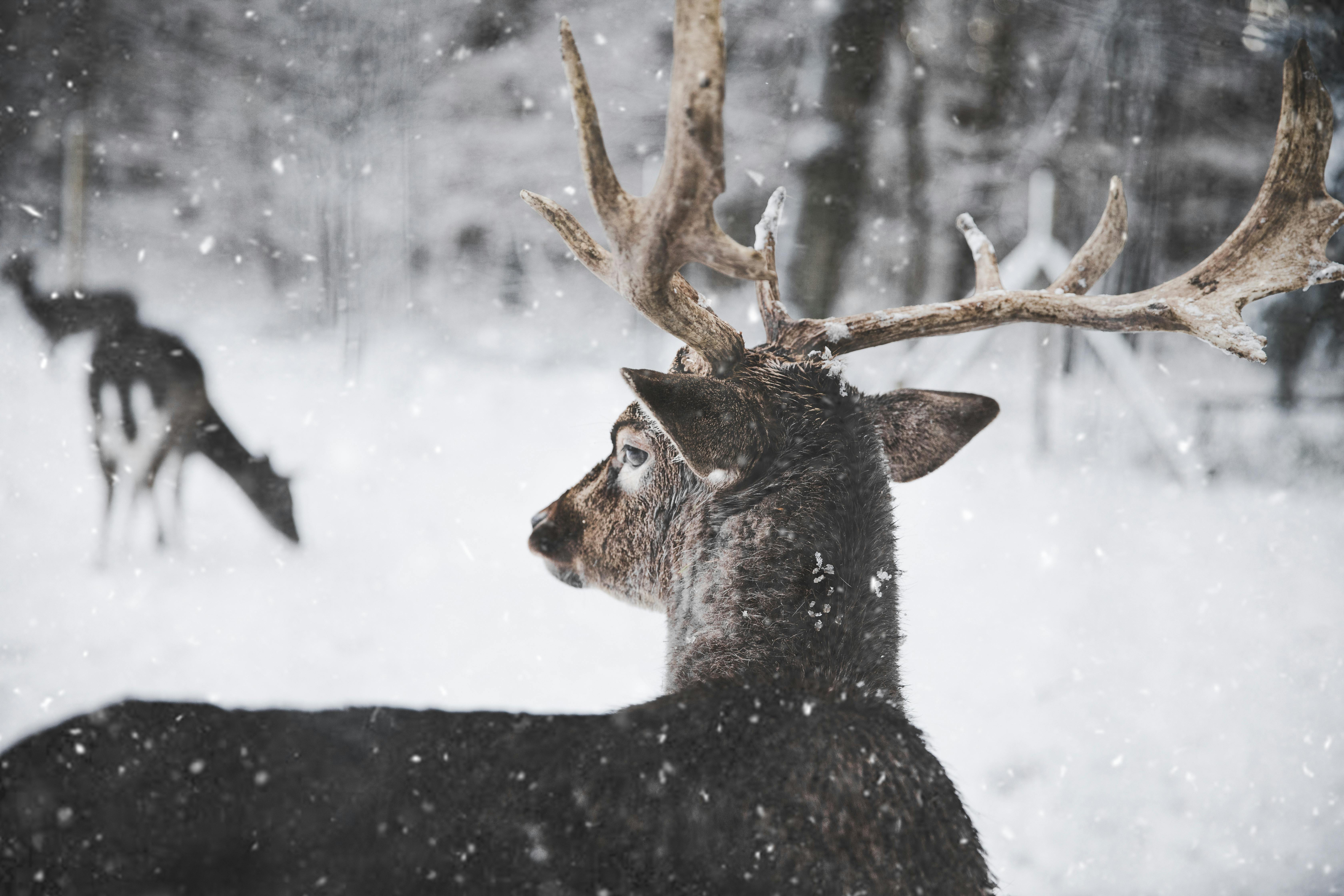 Winter Deer